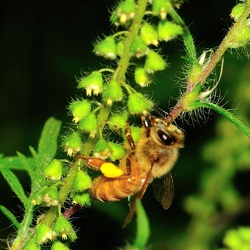 A bee on ragweed