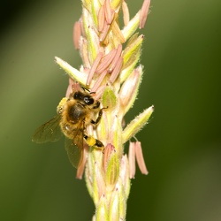 Bees on Corn