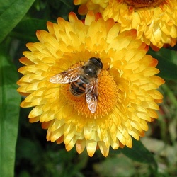 Bee-like Flies