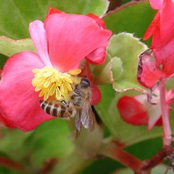 Asian Bees (A. cerana)