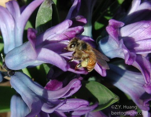 hyacinth5