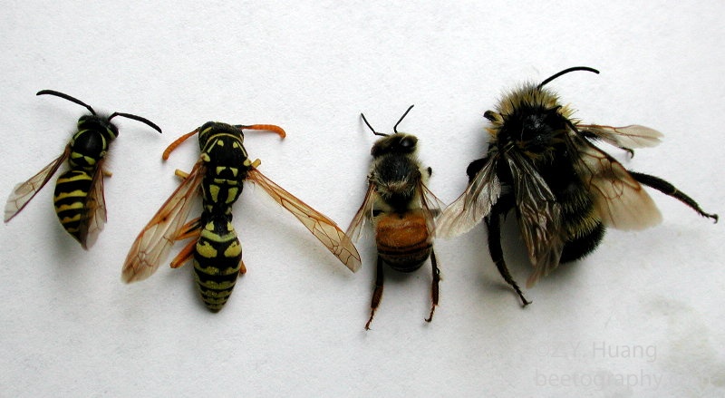 bees_wasps