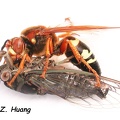 cicada_killer4