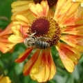 solitary_bee2