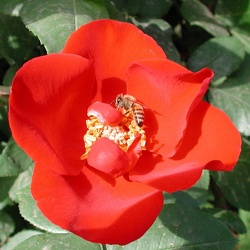 Bees on Roses