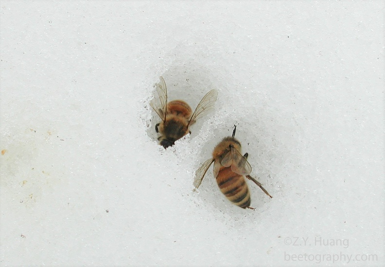 Bees-melting-snow