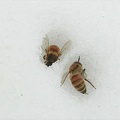 Bees-melting-snow
