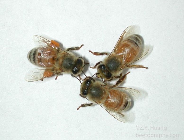 trio-bees