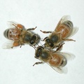 trio-bees