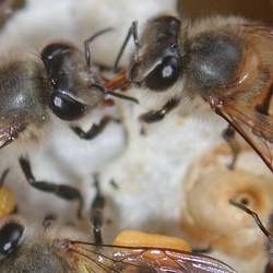 Asian Bees