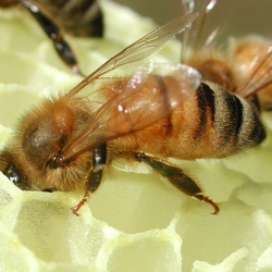 European Bees