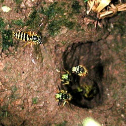 Wasps and others