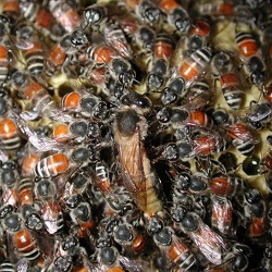 Dwarf Bees