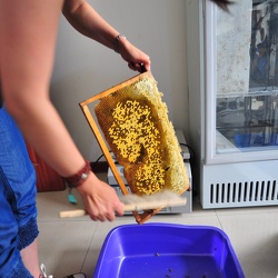 Bee painting and tagging