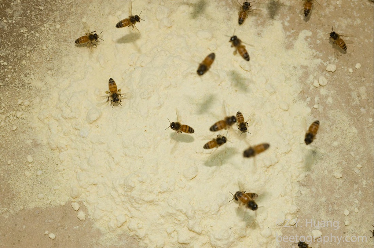 Bees collecting pollen powder
