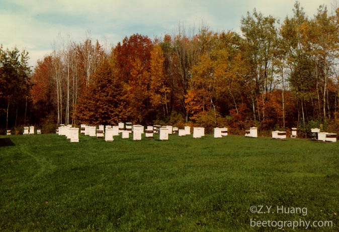 Guelph_apiary
