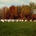 Guelph_apiary