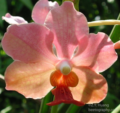 6orchid