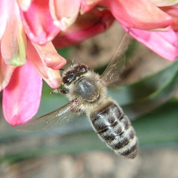 Bees Foraging