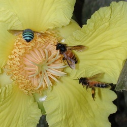 Giant Bees (A. dorsata)