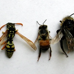 Wasps + bees