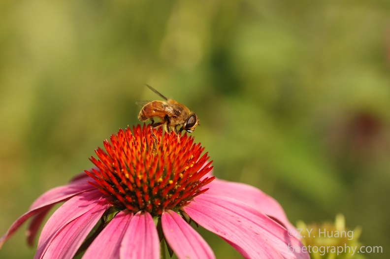 Coneflower with a fly