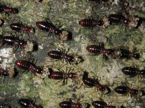 termites_marching